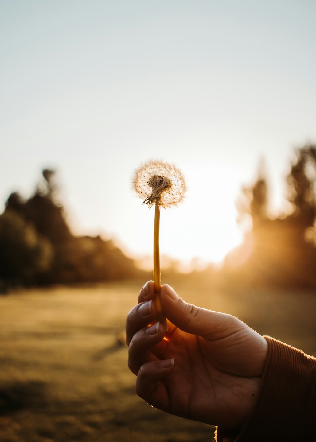 Hand blowing dandelion seeds in the sunset.