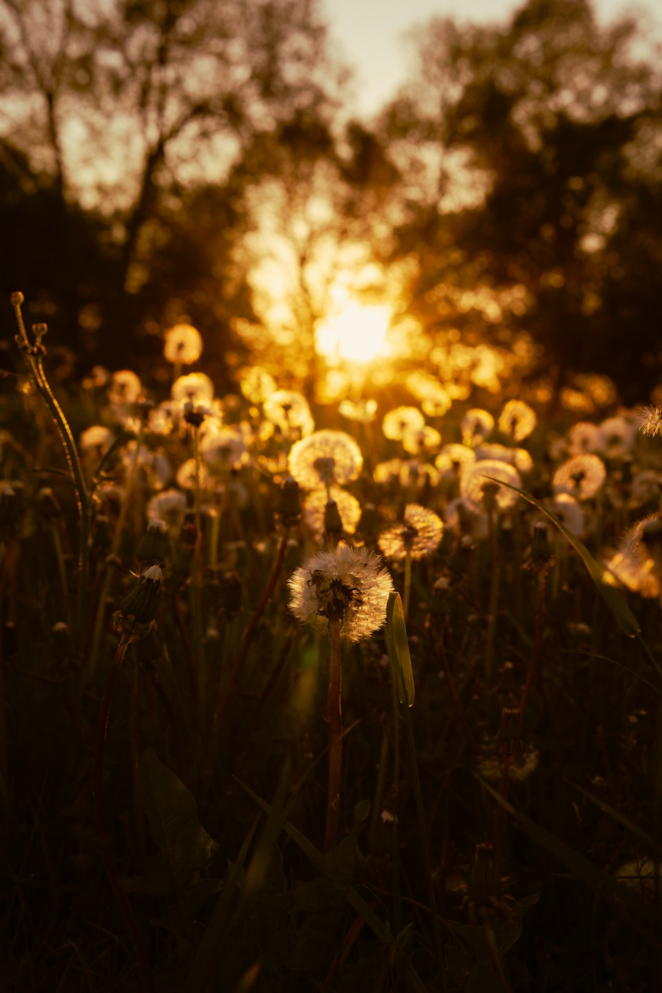 Dandelion seed heads glowing in the setting sun.
