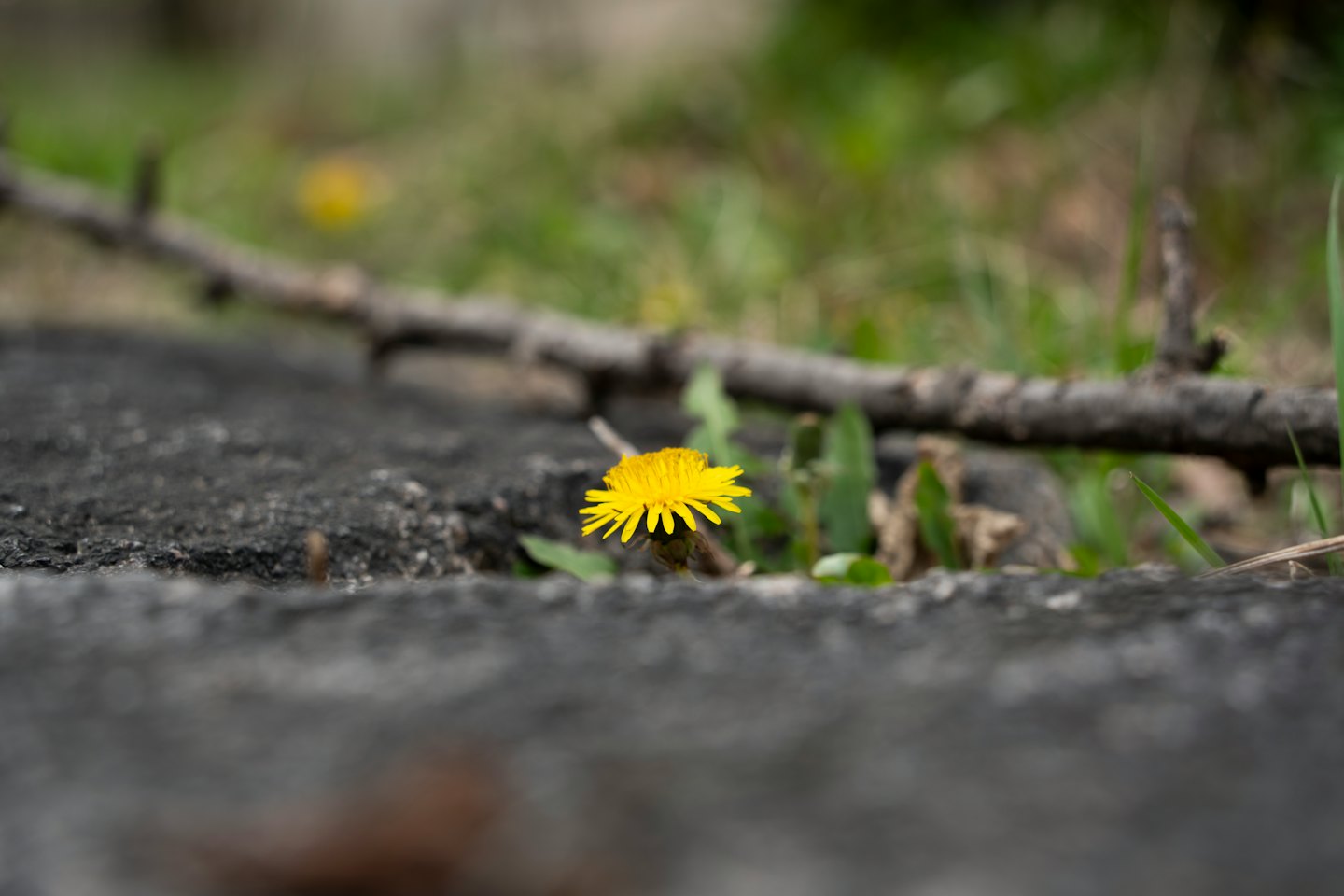 Yellow dandelion blooming through a crack in asphalt.