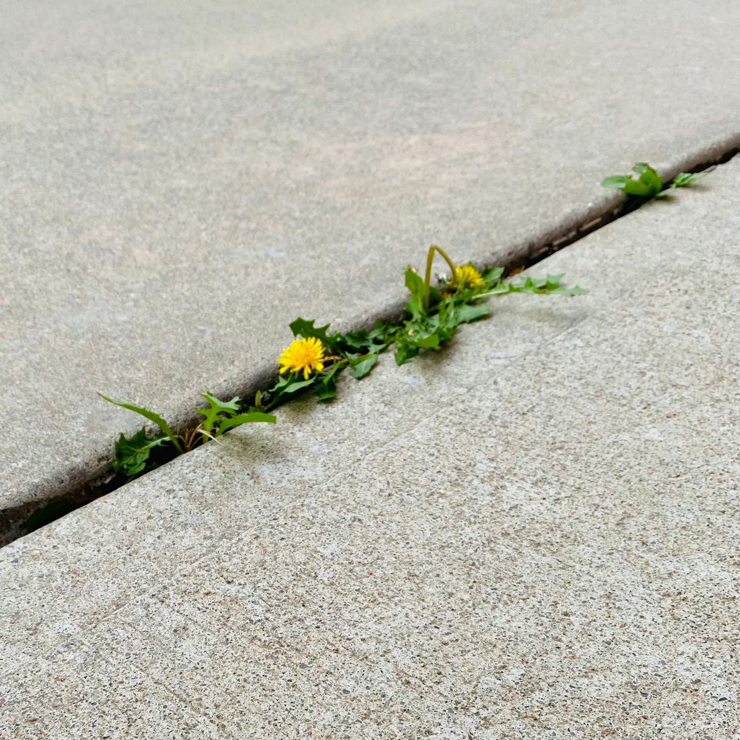 Yellow dandelions grow from a crack in grey concrete.
